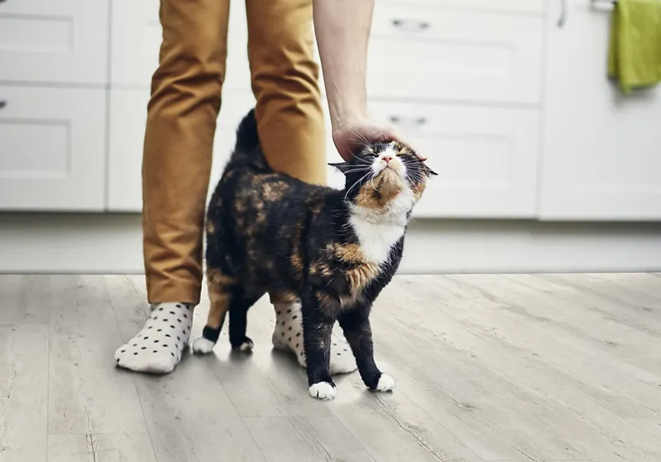 Gerflor Lame PVC clipsable Senso Clic 3 bois blanchi 21,2 x 123,9 cm, (vendue au carton)