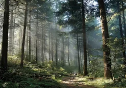 Papier Peint Forêt Arbres Nature Intissé Panoramique Pour Chambre Cuisine 400x280 cm-Wallarena Hot