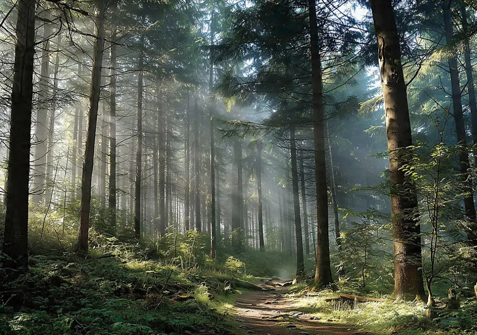 Papier Peint Forêt Arbres Nature Intissé Panoramique Pour Chambre Cuisine 400x280 cm-Wallarena Hot