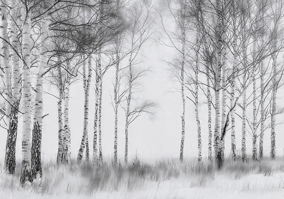 Wallarena Papier Peint Forêt Arbres Noir et blanc Intissé Panoramique Pour Chambre Cuisine 400x280 cm
