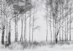 Papier Peint Forêt Arbres Noir et blanc Intissé Panoramique Pour Chambre Cuisine 250x175 cm-Wallarena Best