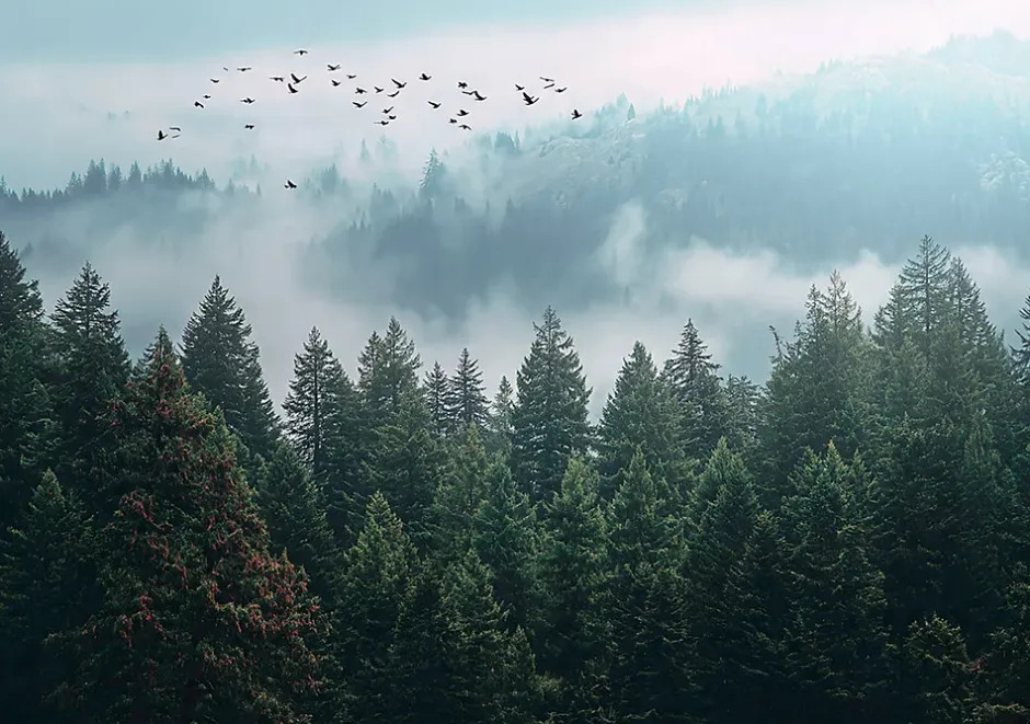 Wallarena Papier Peint Forêt dans la brume Arbres Intissé Panoramique Pour Chambre Cuisine 400x280 cm