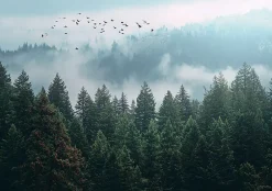 Papier Peint Forêt dans la brume Arbres Intissé Panoramique Pour Chambre Cuisine 350x250 cm-Wallarena