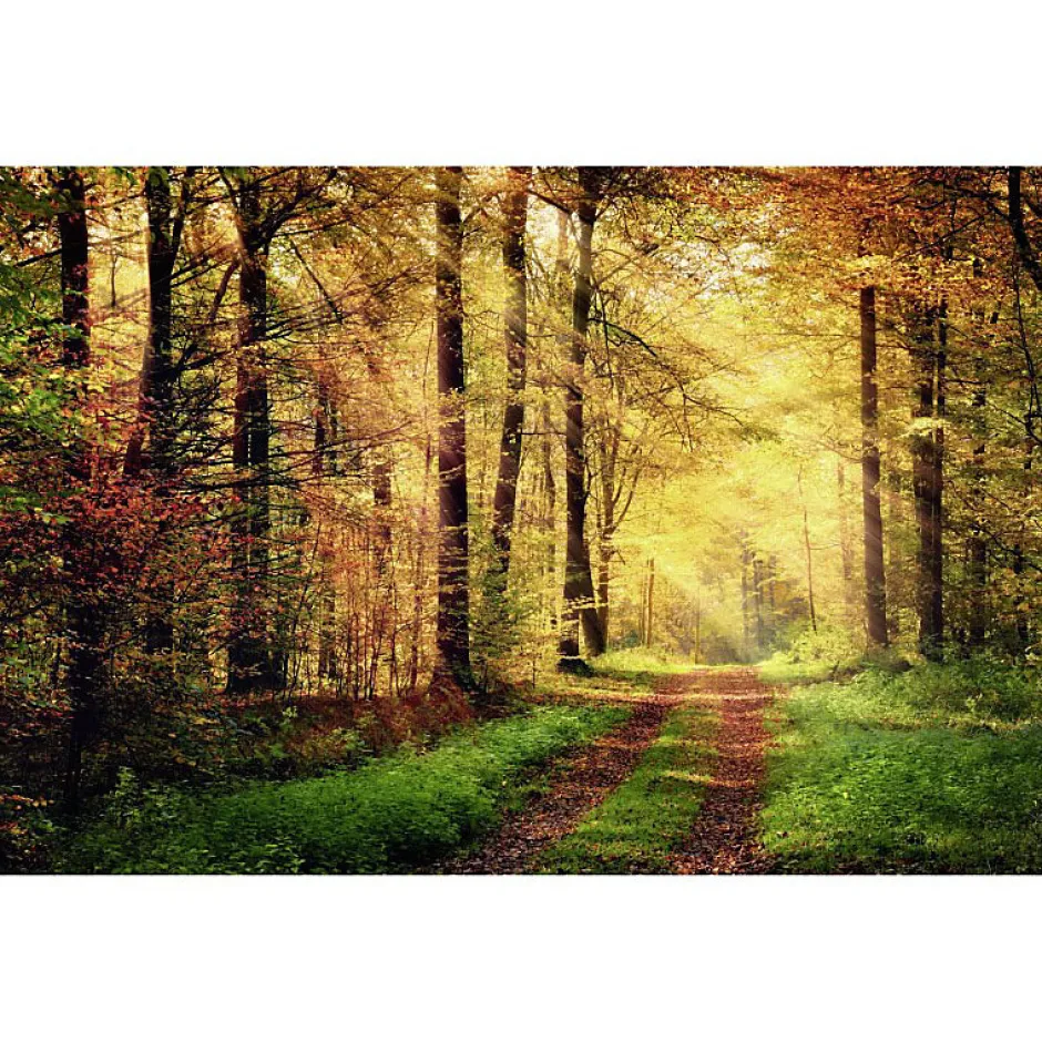 Scenolia Papier peint intissé AUTOMNAL forêt orangée 400 x 270 cm (LxH) - Tapisserie murale panoramique XXL, Made in France par