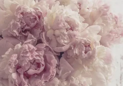 Wallarena Papier Peint Intissé Panoramique Fleurs Pivoines Rose 350x250 cm - Colle Inclus - Chambre et Salon - Moderne Trompe l'oeil