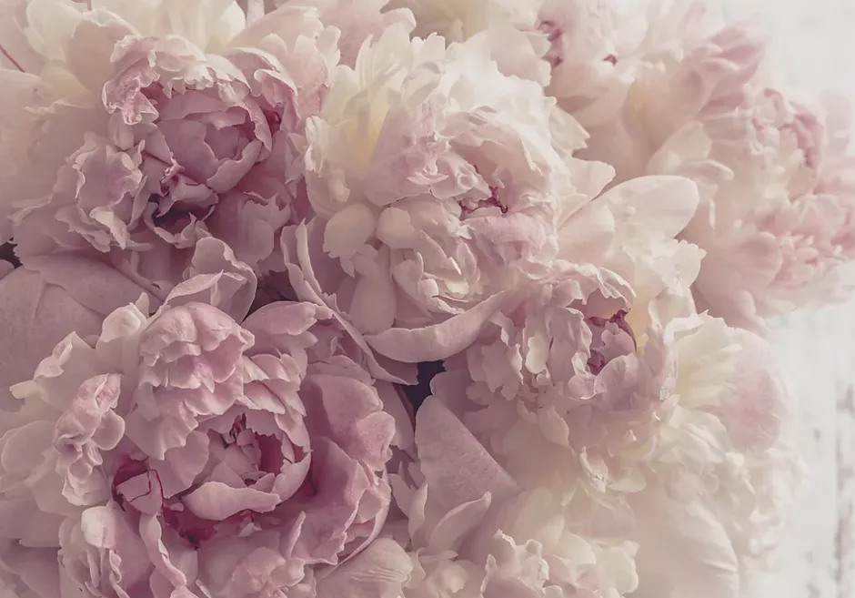 Papier Peint Intissé Panoramique Fleurs Pivoines Rose 400x280 cm - Colle Inclus - Chambre et Salon - Moderne Trompe l'oeil-Wallarena