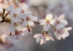 Papier Peint Panoramique Intissé Fleurs Cerise Rose - 400x280 cm - Papier Peint Chambre et salon-Wallarena New