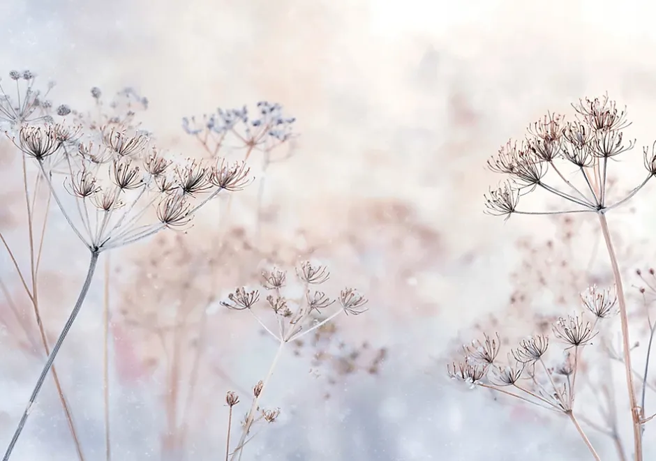 Papier Peint Panoramique Intissé Fleurs Pissenlits Beige - 400x280 cm - Papier Peint Chambre et salon-Wallarena Sale