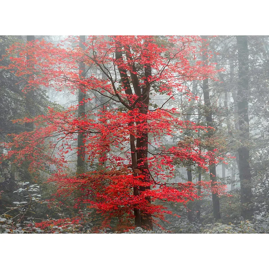 Papier peint panoramique intissé forêt arbre feuille rouge sur fond gris, 8 lés, L.280 x l.400cm-IDPanneaux Best