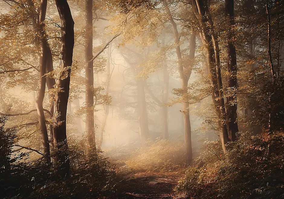 Papier Peint Panoramique Intissé Forêt Arbres Brun - 400x280 cm - Papier Peint Chambre et salon-Wallarena Best