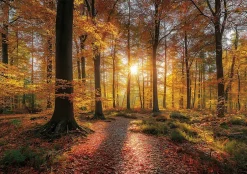 Wallarena Papier Peint Panoramique Intissé Forêt Arbres Brun - 400x280 cm - Papier Peint Chambre et salon