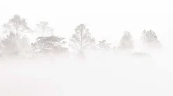 Acte Déco Papier peint panoramique Brumes matinales, Beige 300 x 250cm