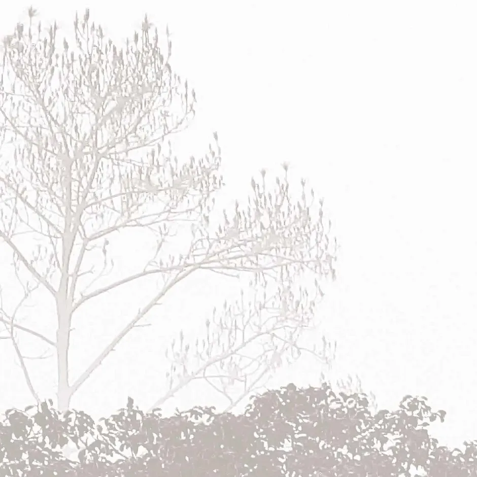 Acte Déco Papier peint panoramique Brumes matinales, Beige 375 x 250cm