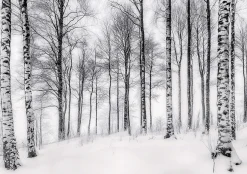 Papier Peint Panoramique Intissé Noir et blanc Forêt 350x250 cm - Colle Inclus - Moderne XXL Papier Peint por Chambre Salon-Wallarena Discount