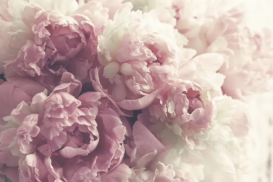 Papier Peint Photo Intissé FLEURS Pivoines Roses Pour La Chambre 450cm x 300cm-Muralo Clearance