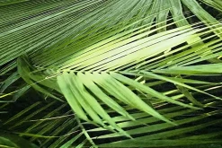 362001-GU Papier peint nature lisse mat 5,33 m2-Profhome Hot