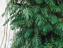 382411-GU Papier peint photo lisse mat 3,71 m x 2,8 m-Profhome New