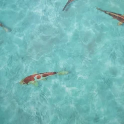 Sol vinyle Textile - effet poisson Koï japonais - Echantillon 15 x 20 cm-Décoweb Discount